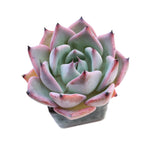 Echeveria Largea