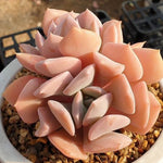 MOTHER'S DAY WEEKEND FLASH SALE! PRESALE Echeveria Exotic, (Random)