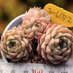 PRESALE Echeveria Charles Rose, Cluster