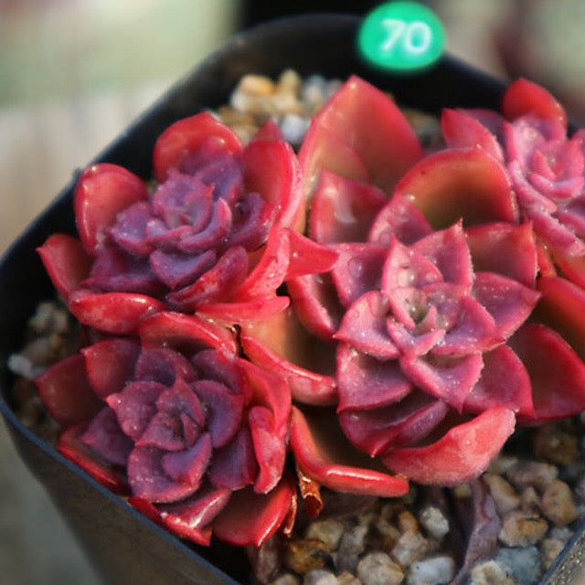 PRESALE  Echeveria Noble Clusters, (Random)