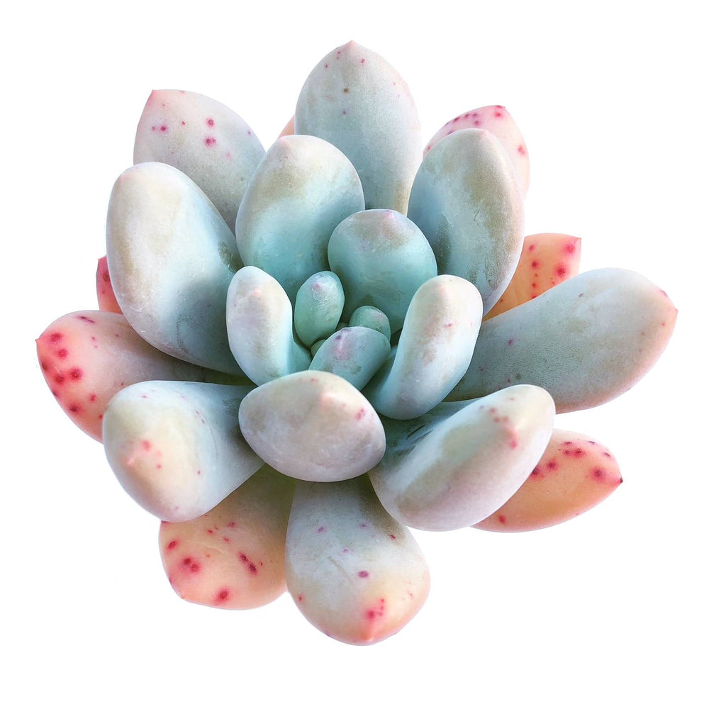 Pachyphytum Sp.