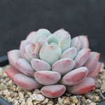 FLASH SALE! PRESALE Echeveria Ice Cream, (Random)