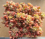 Echeveria Luella, Crested and Non-Crested Branchy Clusters, (Random)