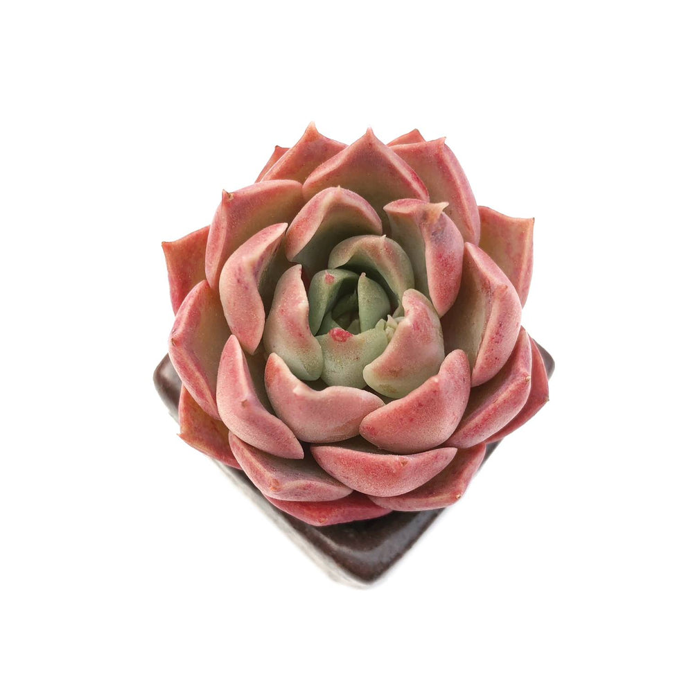 Echeveria Mohican