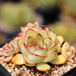 PRESALE Echeveria Sp., (Not so Random)