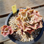 PRESALE Echeveria Peacockii Sp., (Not so Random)