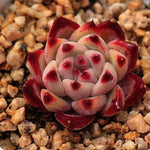 PRESALE Echeveria Colorata Hybrid