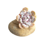 The GOOD, The BAD and The UGLY SALE! Echeveria Tynie Berger