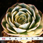 PRESALE Echeveria Lenore Dean, (Random)