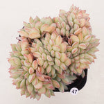 PRESALE Echeveria Brave, Cristata, (Random)