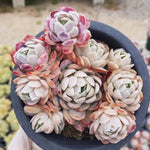 PRESALE Echeveria Raspberry Ice, Cluster (Not so Random)