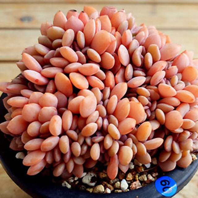 PRESALE Echeveria Debbie Cristata, (Random)