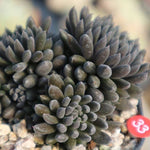 PRESALE Sinocrassula Yunnanensis, (Random)