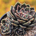 PRESALE Echeveria Santa Lewis, Triple