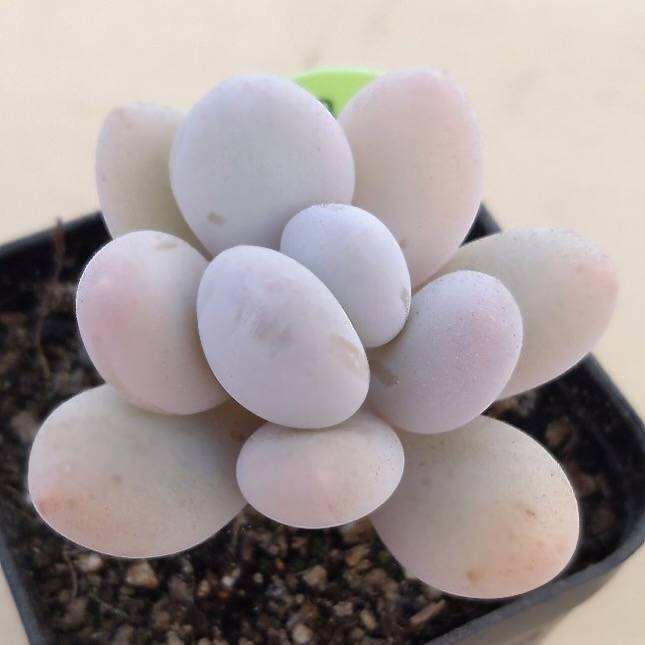 PRESALE Pachyphytum Oveferum cv Momobijin, (Random)