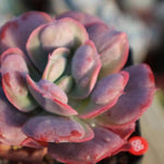 PRESALE Echeveria Hearts Delight, (Random)