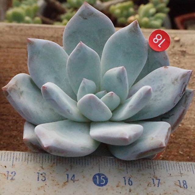 (AVAILABLE) Echeveria Ivory