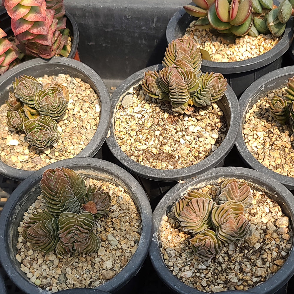 Crassula Buddha Temple Clusters, (Random)