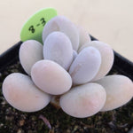 PRESALE Pachyphytum Oveferum cv Momobijin, (Random)