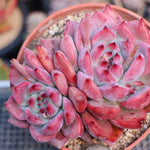 Echeveria Colorata Hybrid