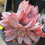 Echeveria Shine Bright, (Not so Random)