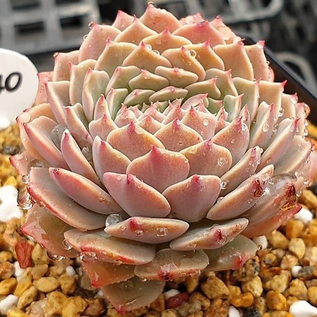 PRESALE Echeveria Tuxpan, Cristata, (Random)