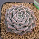 BLACK FRIDAY SNEAK, Echeveria Helena, (Random)