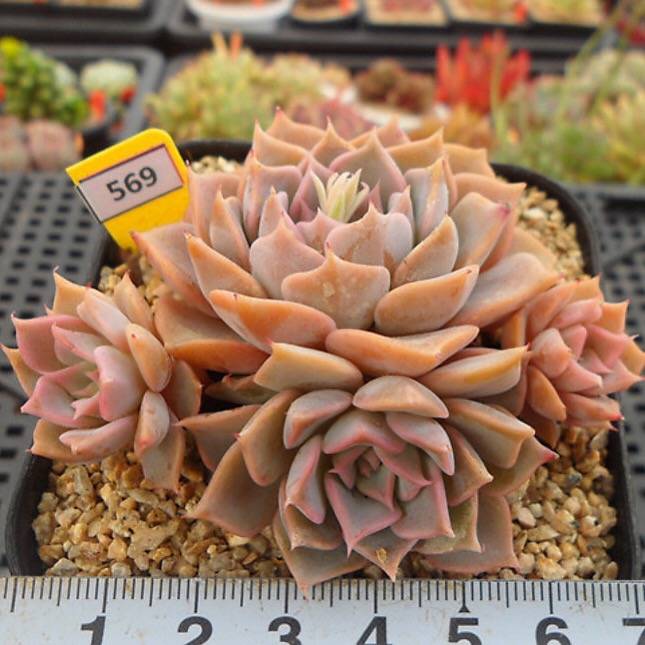 PRESALE Echeveria Glow, (Random) **VIDEO ATTACHED**