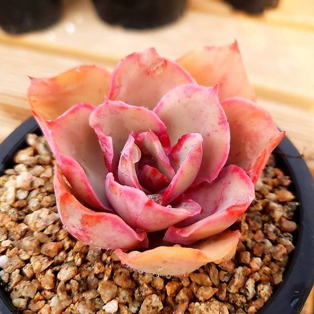 PRESALE Echeveria Red Finkle, (Random)