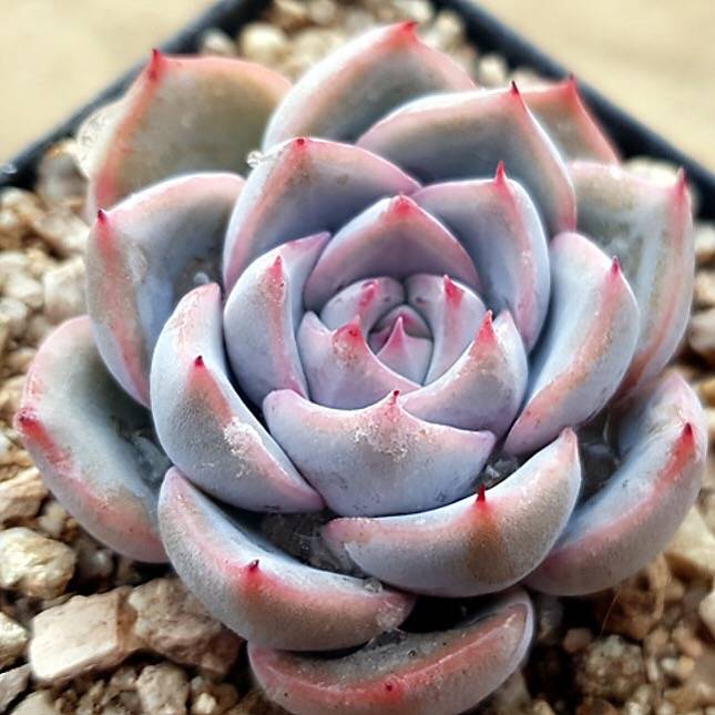 PRESALE Echeveria Colin, (Not So Random)