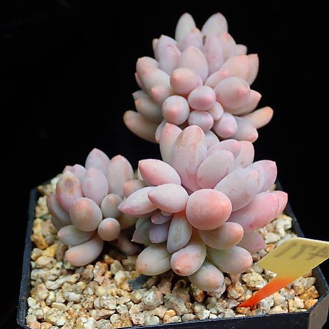 PRESALE Pachyphytum Machucae, (Random)