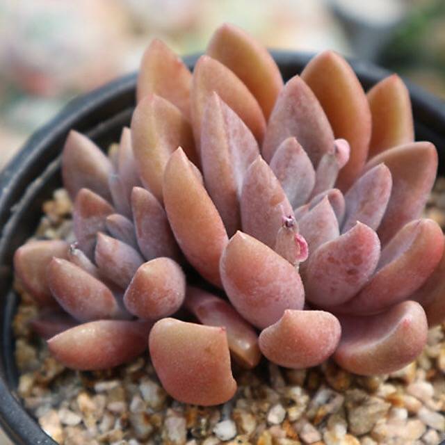 PRESALE Echeveria Sugar Jelly, (Random)