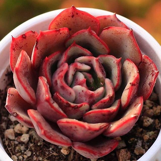 SPECIAL! JUST CART!! Echeveria Regensis, (Now In Stock, Ready to Ship)