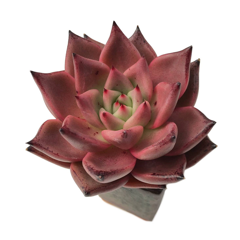 Echeveria Agavoides Romeo