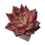 Echeveria Agavoides Romeo