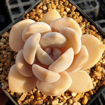 MOTHER'S DAY WEEKEND FLASH SALE! PRESALE Echeveria Tiramisu, (Random)