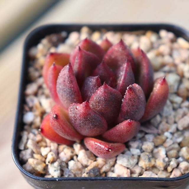 PRESALE Echeveria Black Queen Hybrid (Maleficent-esque)., (Not so Random)