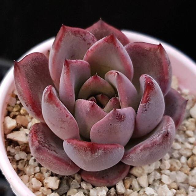 PRESALE Echeveria Miraide, (Not so Random)