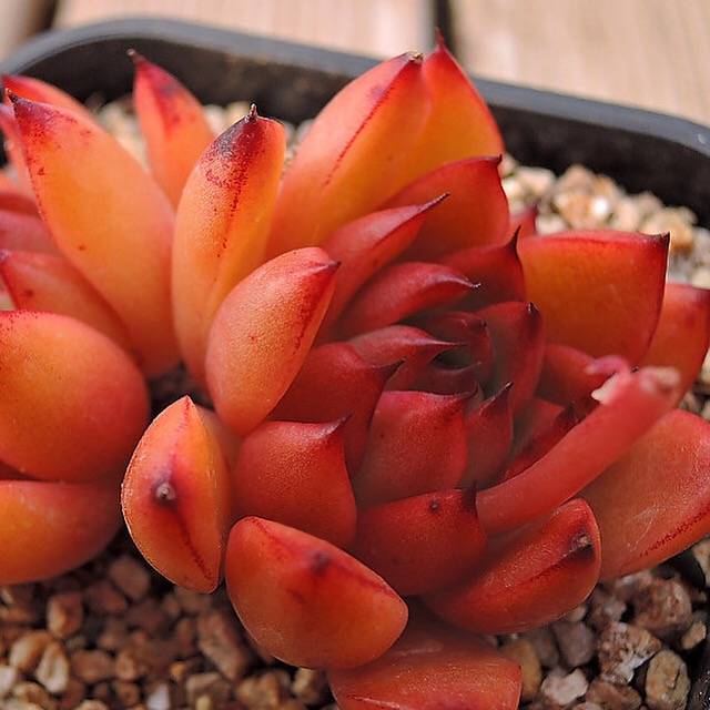 PRESALE Echeveria Agavoides Sp., Double, (Not so Random)