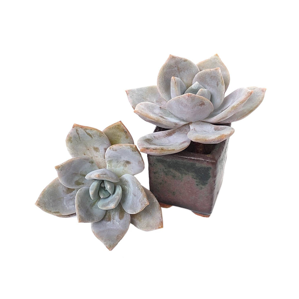 Echeveria 'Missing You,' Random, (Video)