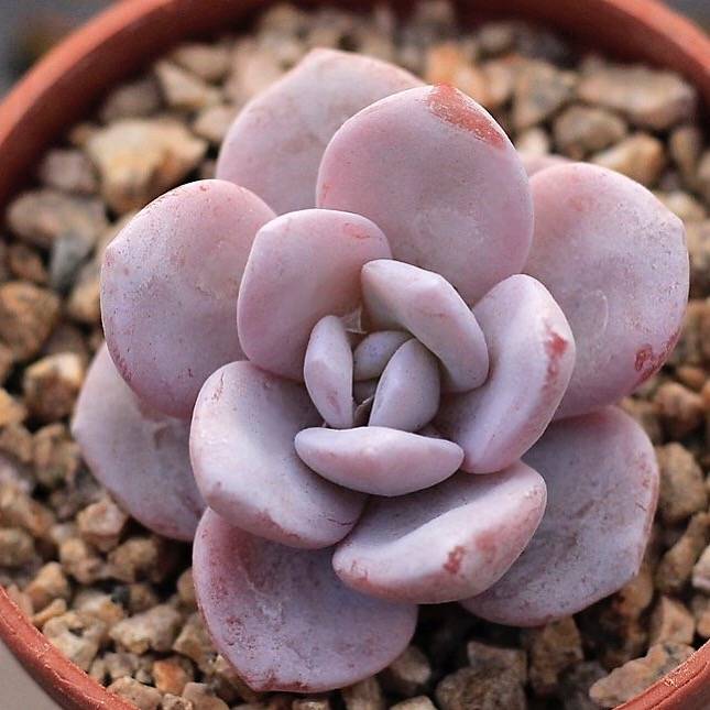 SPECIAL!! JUST CART! PRESALE Echeveria Lauii (If Sold Out Please Read)