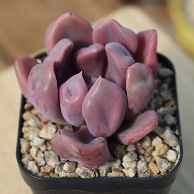 PRESALE Echeveria Cupid, (Random)