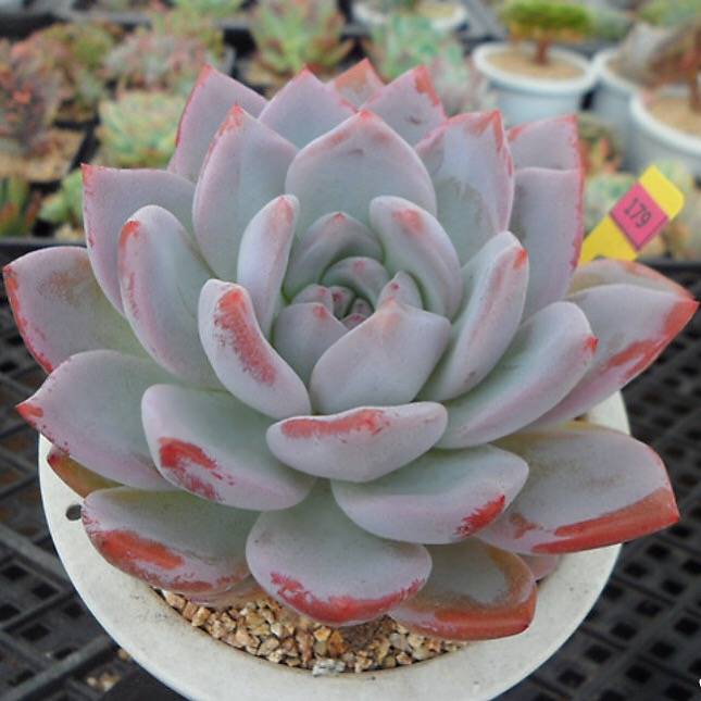 PRESALE Echeveria Hosikage, (Random)