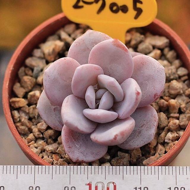 SPECIAL!! JUST CART! PRESALE Echeveria Lauii (If Sold Out Please Read)