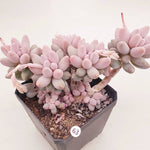 PRESALE Pachphytum Machucae, 'Baby Fingers,' (Random)