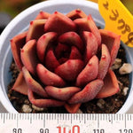 PRESALE Echeveria Longissima Hybrid