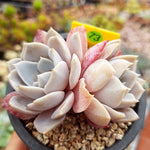 PRESALE Echeveria Grouse, Double, (Random)