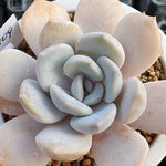 **SPECIAL PRICE** PRESALE Echeveria Tiramisu, (Random)