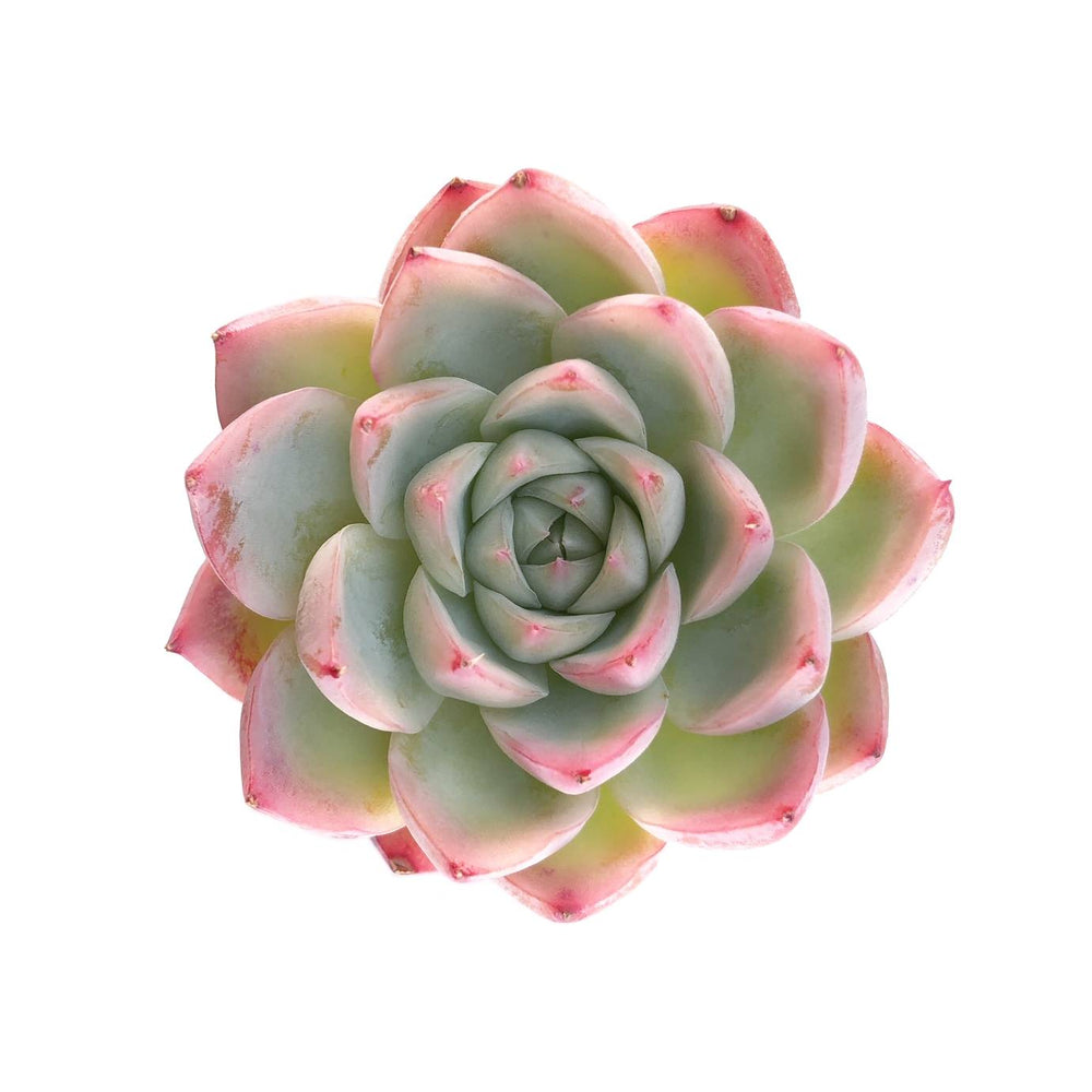 SALE! Echeveria Pink Crystal Rose