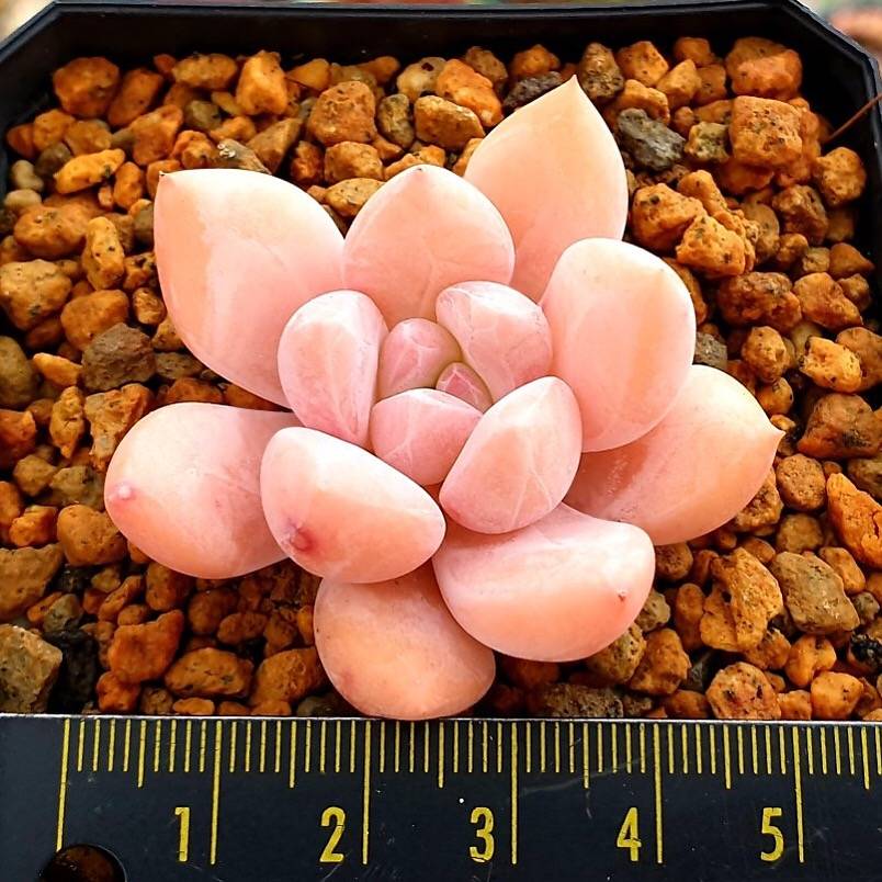 PRESALE Echeveria Arteusa, (Random)